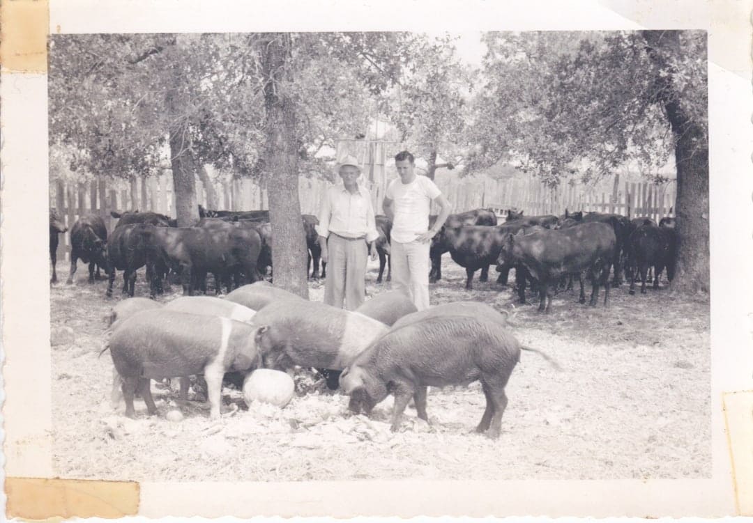 Oldest BBQ Joint In Texas | The Original Black's Barbecue